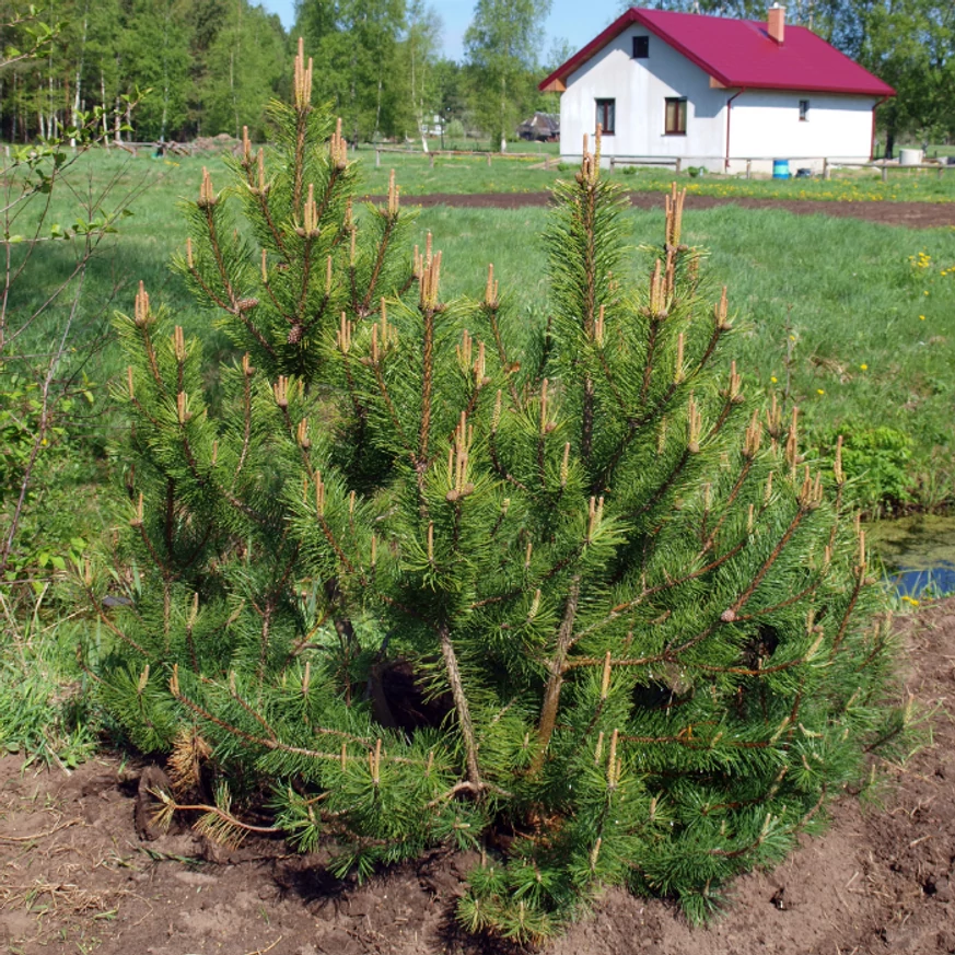 A törpefenyő sötét lombszíne egész évben jelentős díszítőértékkel szolgál. 