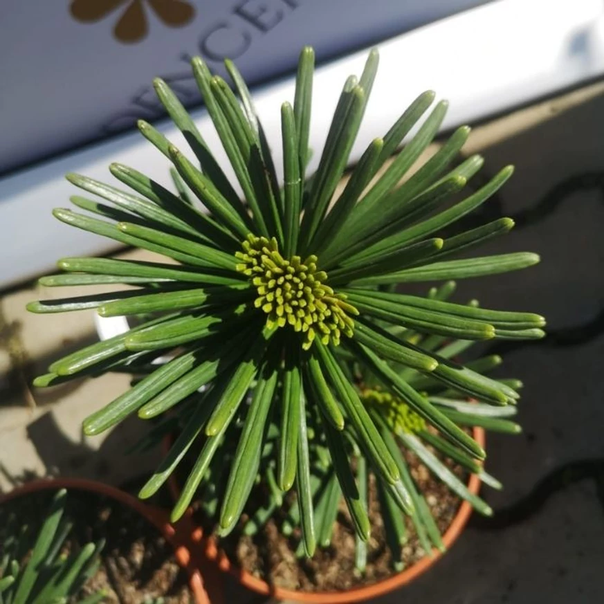 Sciadopitys verticillata Sternschnuppe - Japán ernyőfenyő