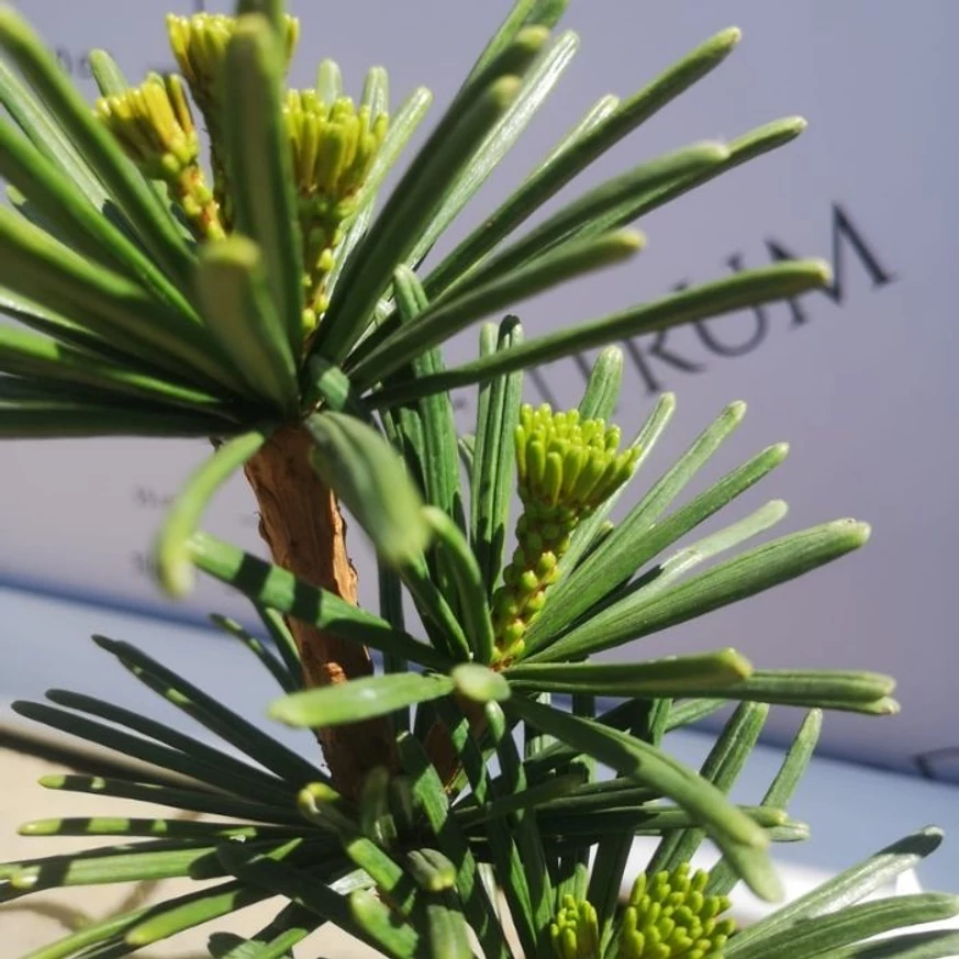 Sciadopitys verticillata Sternschnuppe - Japán ernyőfenyő