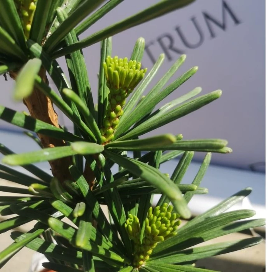 Sciadopitys verticillata Sternschnuppe - Japán ernyőfenyő