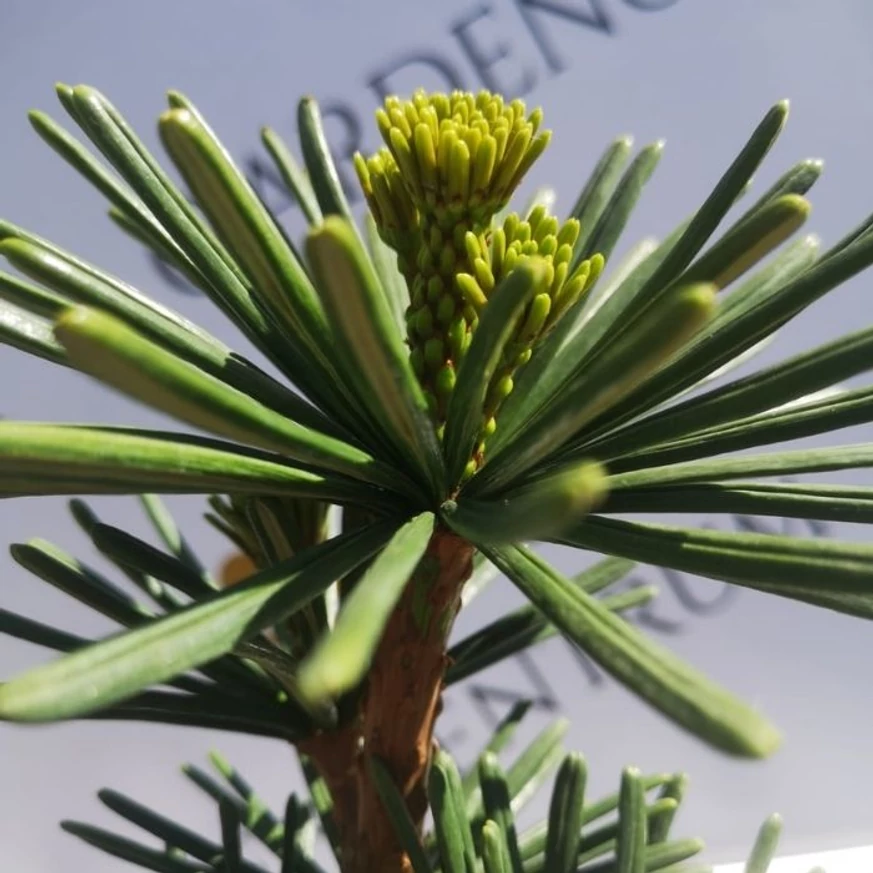 Sciadopitys verticillata Sternschnuppe - Japán ernyőfenyő