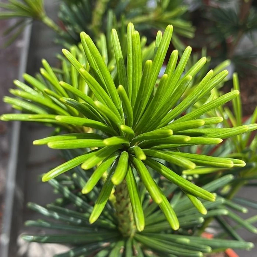 Sciadopitys verticillata Sternschnuppe - Japán ernyőfenyő