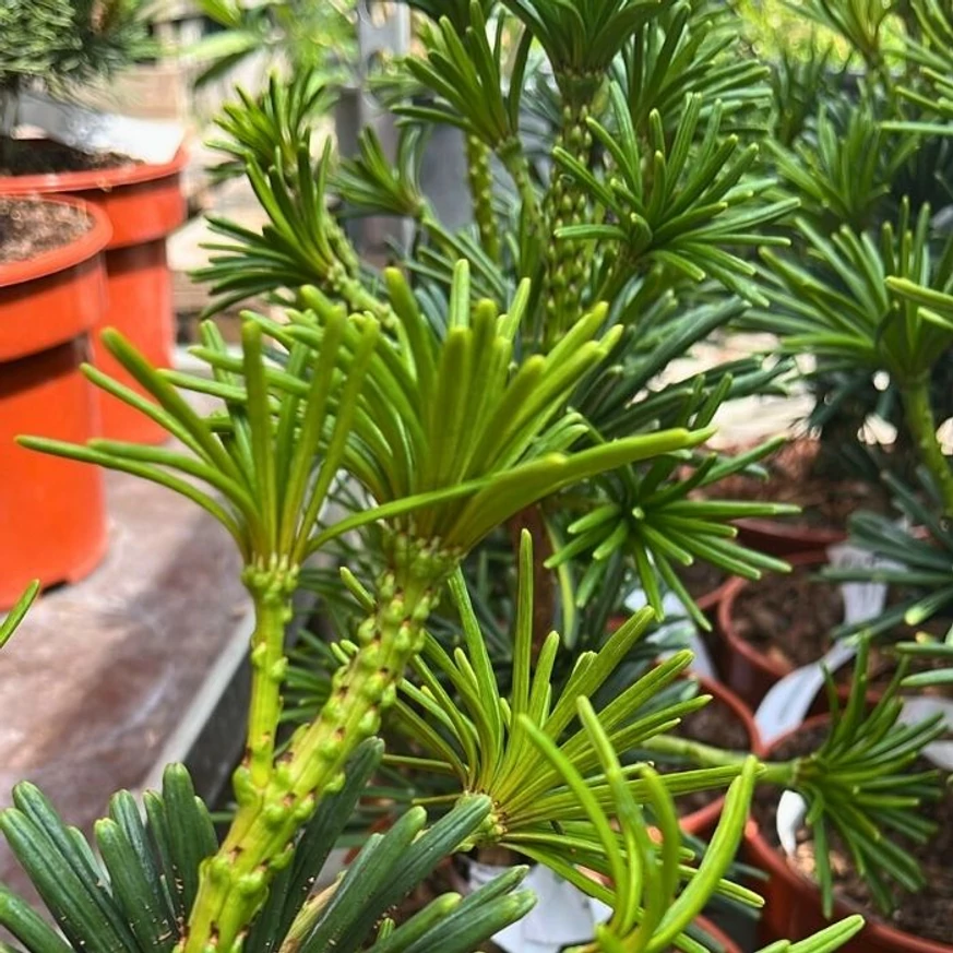 Sciadopitys verticillata Sternschnuppe - Japán ernyőfenyő