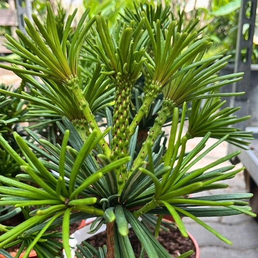 Sciadopitys verticillata Sternschnuppe - Japán ernyőfenyő