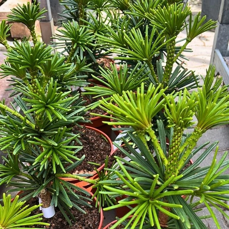 Sciadopitys verticillata Sternschnuppe - Japán ernyőfenyő