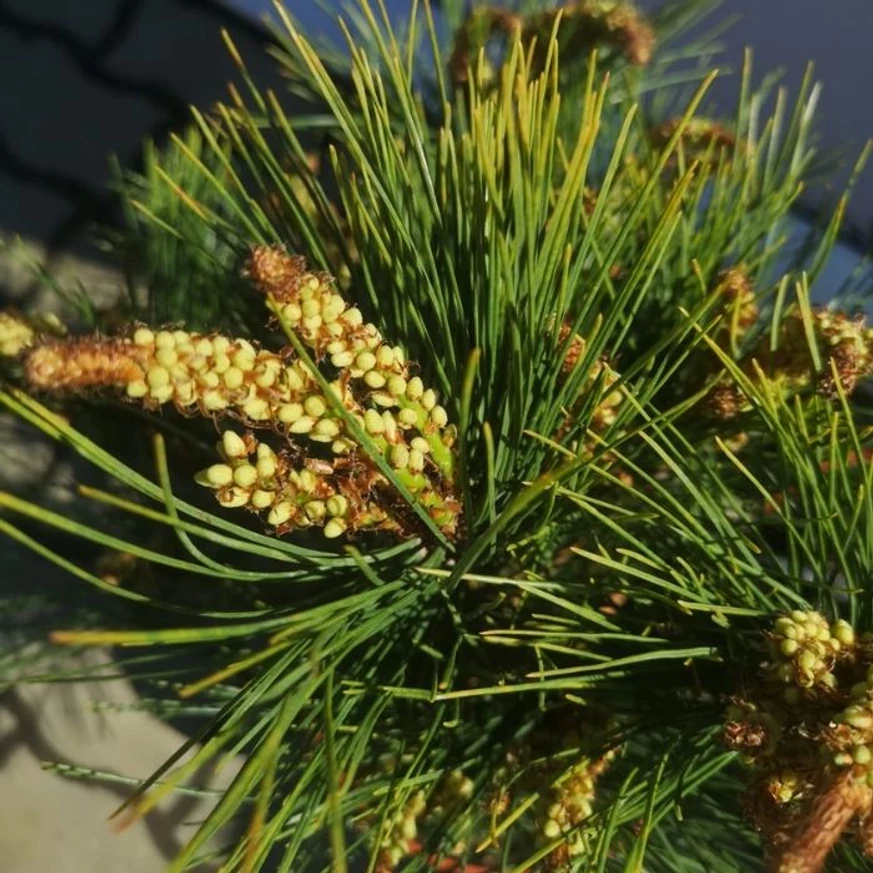 Pinus densiflora Tanyosho Compacta hajtásai és tűlevelei.