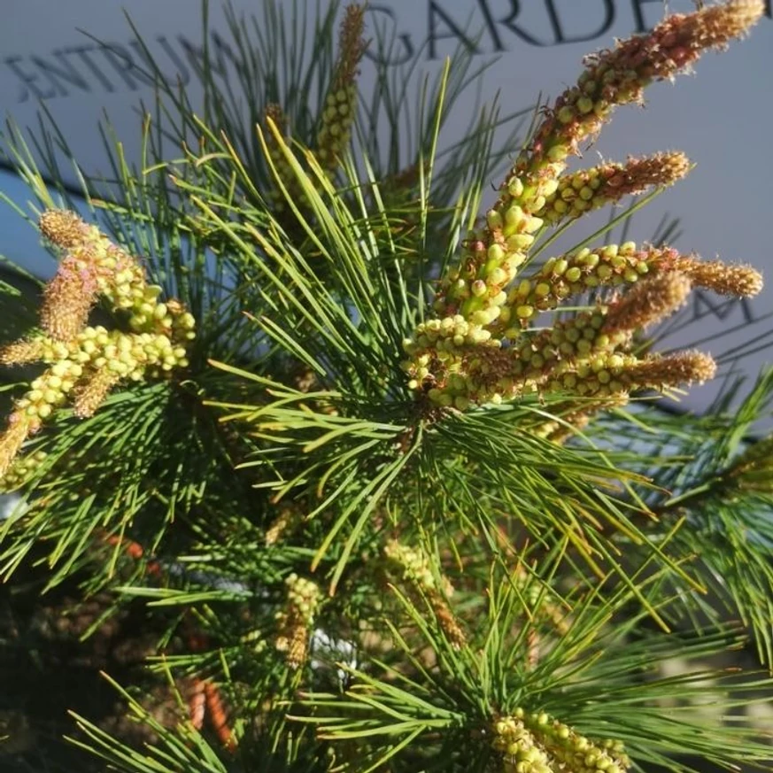 Pinus densiflora Tanyosho Compacta ernyős japán erdeifenyő lombozata és rügyei közelről.