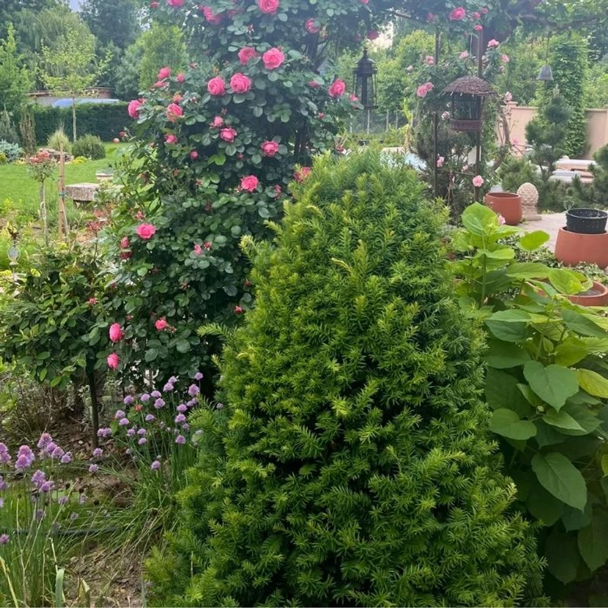 Taxus baccata növénytársítása futórózsával és Annabelle hortenziával.