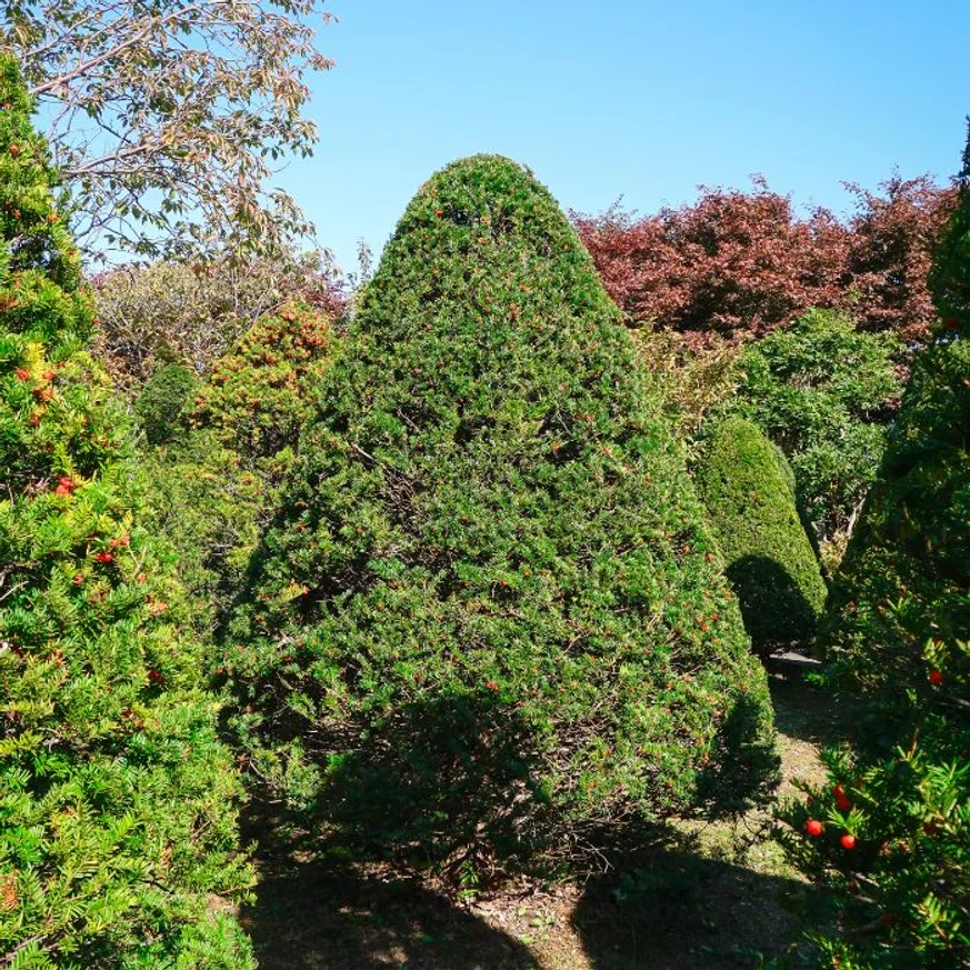 A tiszafa jól fotmázható örökzöld. 