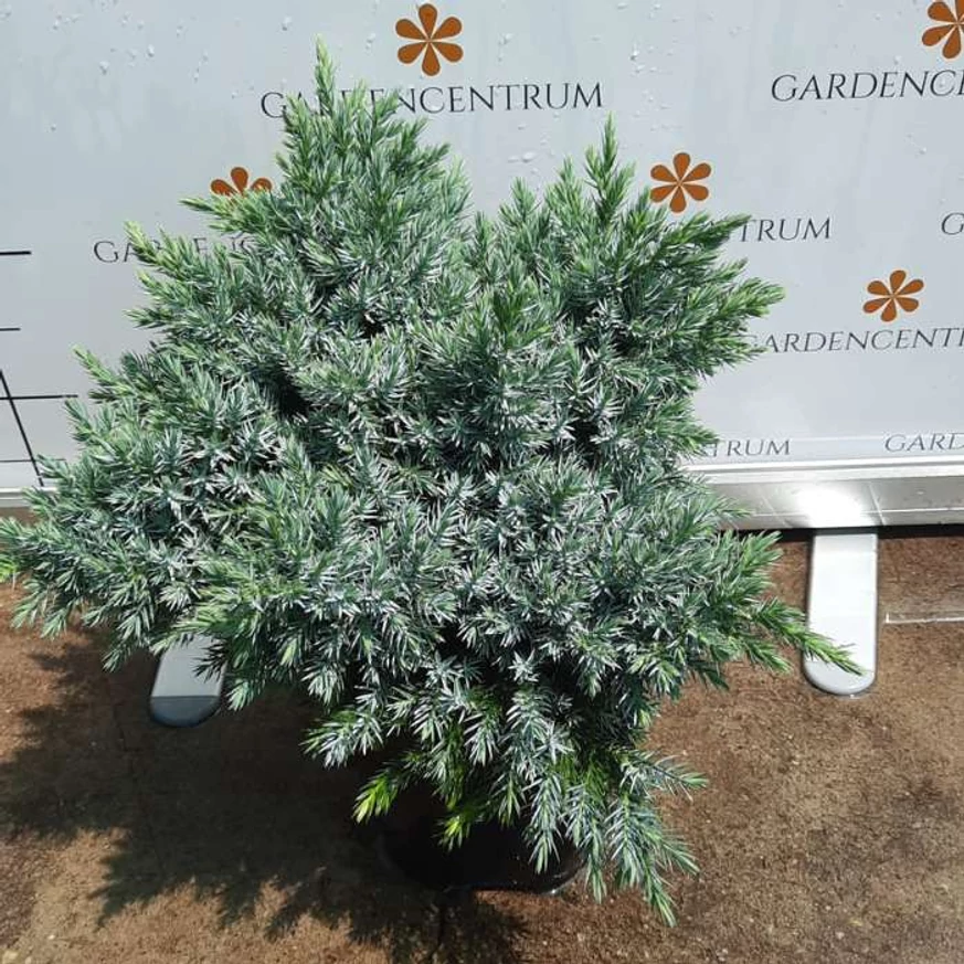 A Juniperus squamata Blue star lombozata közelről.