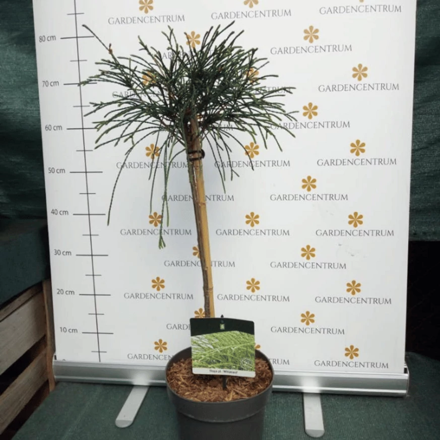 A magastörzsű Thuja plicata Whipcord egy igazi különlegessége lehet otthonodnak!