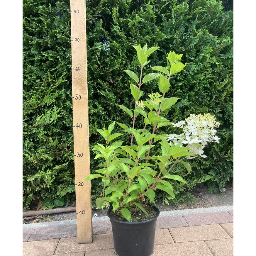 Hydrangea paniculata Phantom XL - Bugás hortenzia