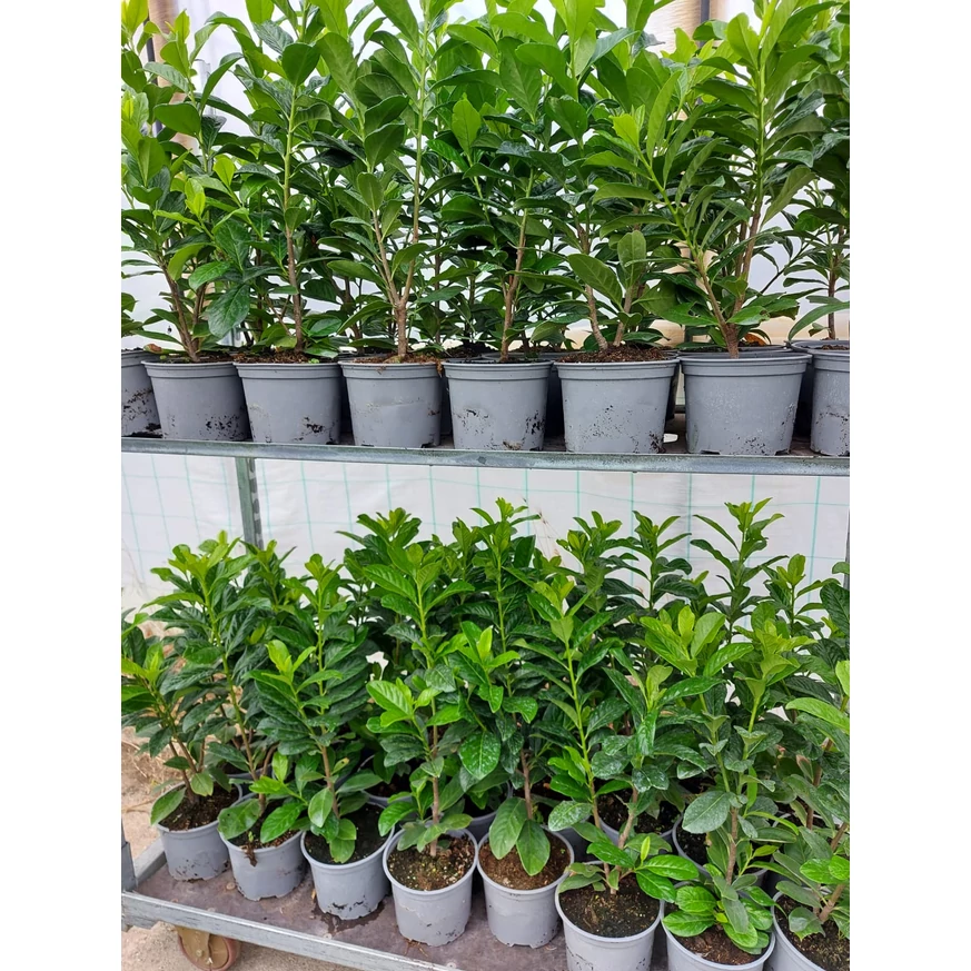 Prunus laurocerasus Novita K2 - Babérmeggy