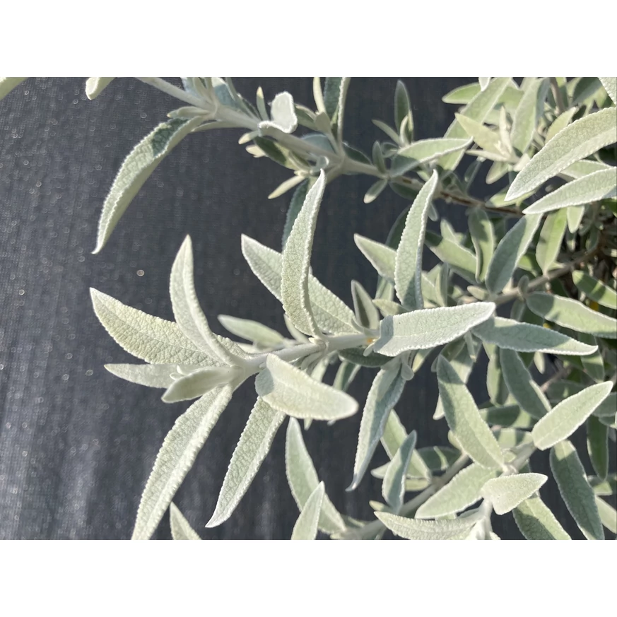 Buddleja davidii Silver Anniversary K2 - Ezüst-fehér nyári orgona