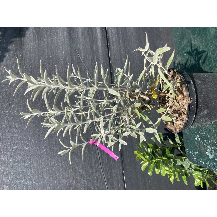 Buddleja davidii Silver Anniversary K2 - Ezüst-fehér nyári orgona