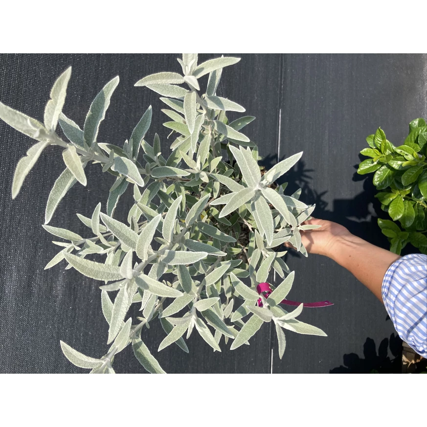 Buddleja davidii Silver Anniversary K2 - Ezüst-fehér nyári orgona