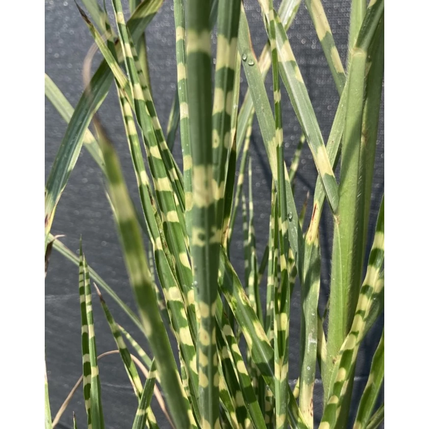 Miscanthus sinensis Zebrinus - Csíkos zebrafű