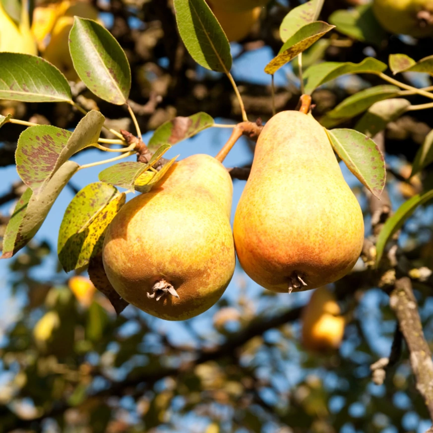 Bosc Kobak K rtefa Gardencentrum hu Web ruh z Bosc Kobak K rtefa Gardencentrum hu Web ruh z
