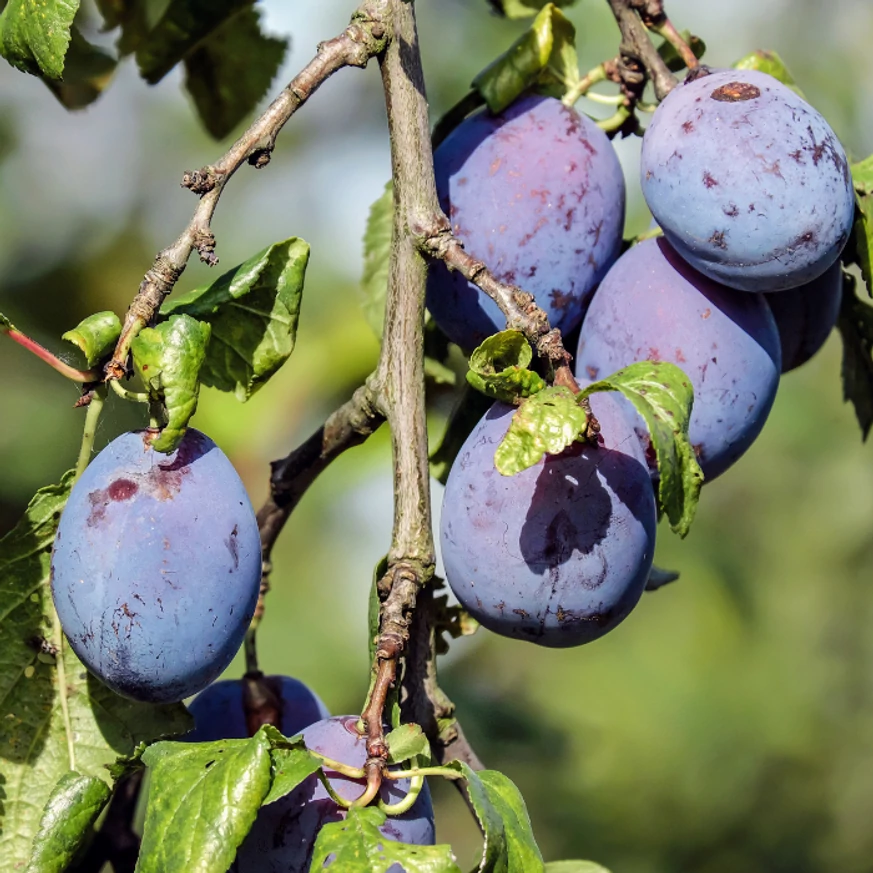 Prunus domestica Cacanska lepotica K5 - Szilvafa