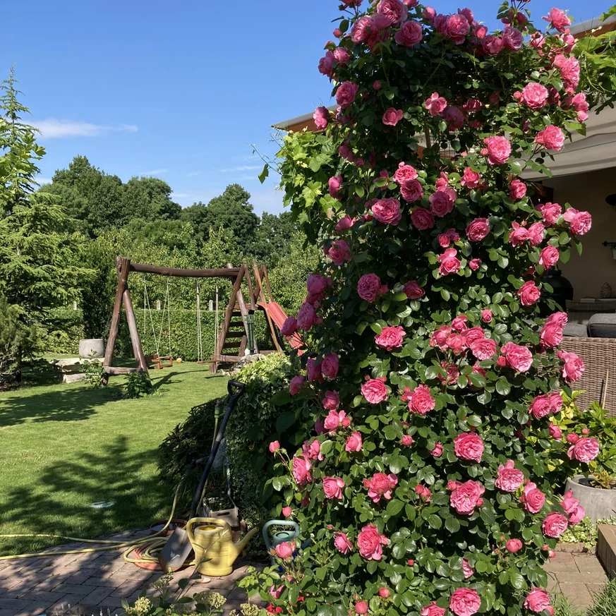 Kerti kép a virágzó rózsával.