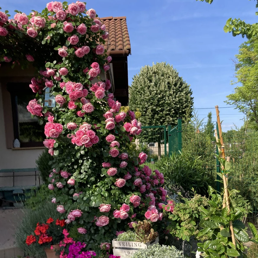 Több méter magasra is felkapaszkodik a rózsa.
