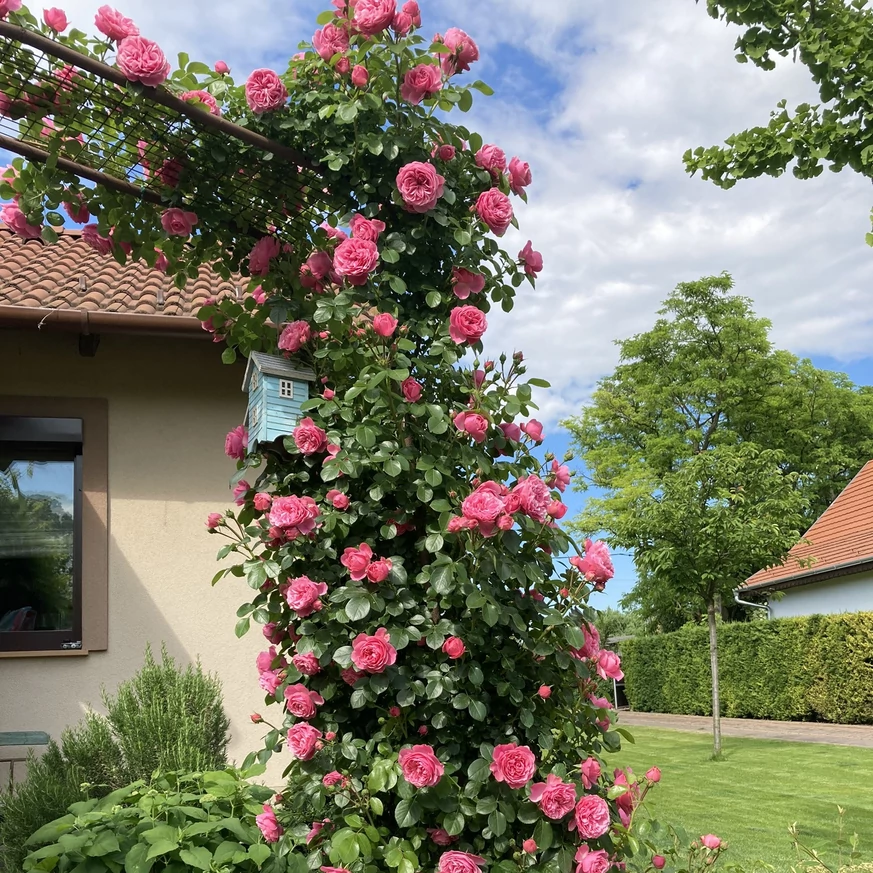 Csodás kerti lugas a Leonardo da Vinci rózsából.