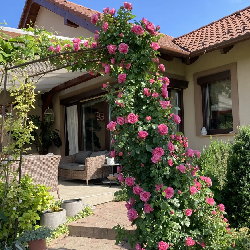 Leonardo da Vinci rózsából kialakított ikonikus kerti kapu.