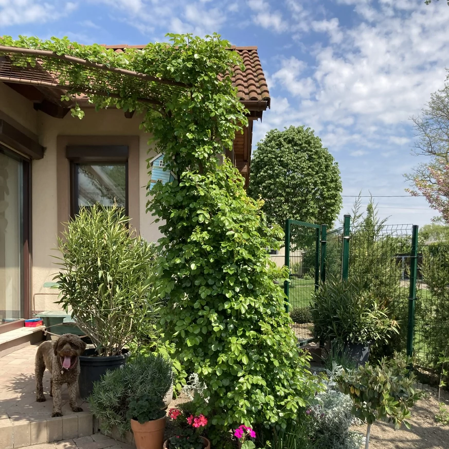 Leonardo da Vinci rózsa virágzás előtti állapota.