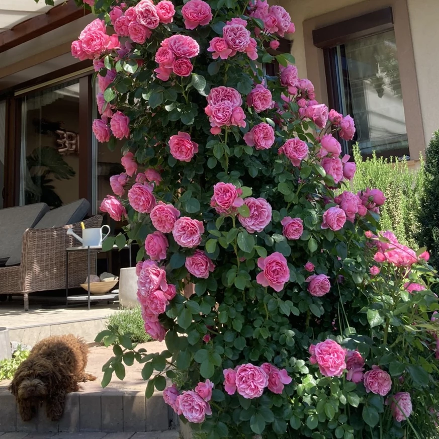 Csodás rózsaszín, telt rózsavirágok.