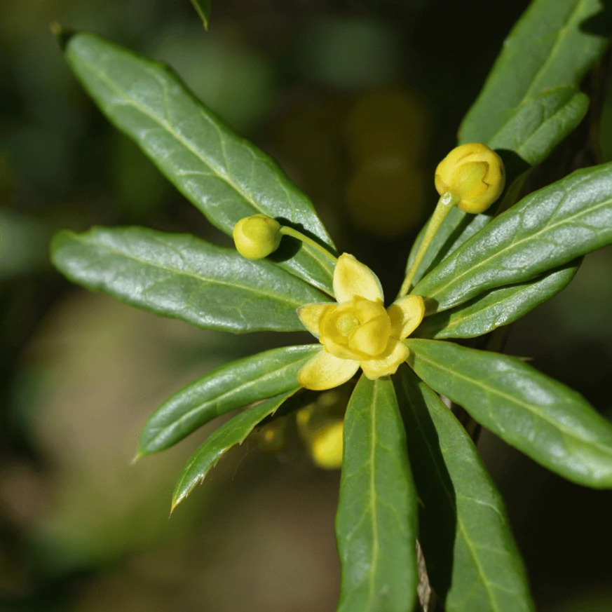 A Berberis julianae levélzete virágzáskor. 