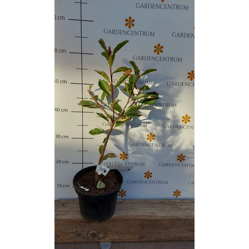 Photinia  x fraserii Camilvy K2 - Korallberkenye
