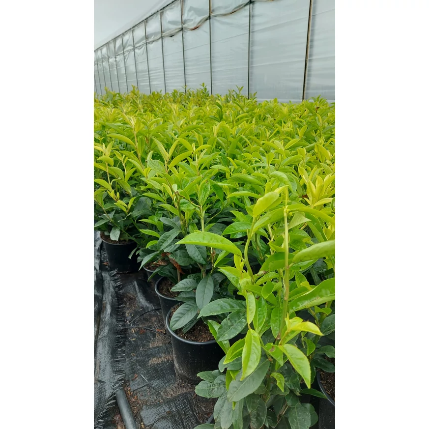 Prunus laurocerasus Genolia K2,5 - Oszlopos babérmeggy