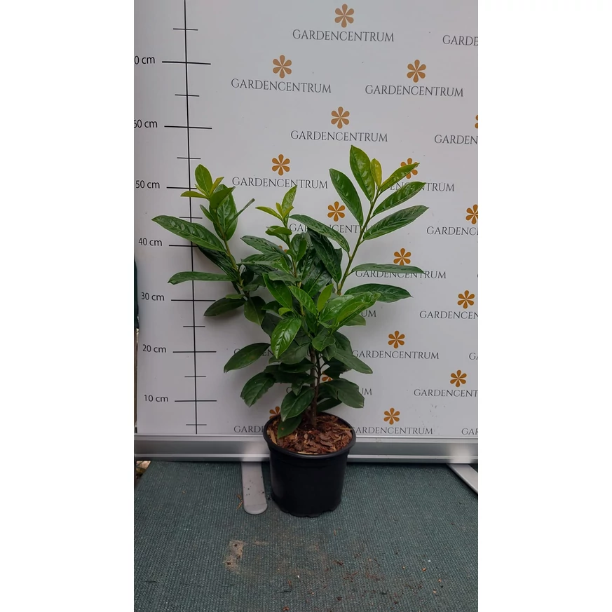 Prunus laurocerasus Novita K2 - Babérmeggy