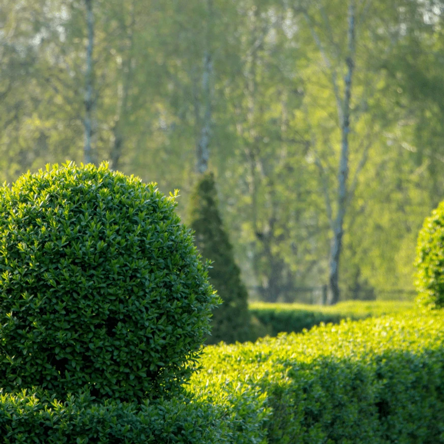Remekül fomázható a Ligustrum ovalifolium sövény.
