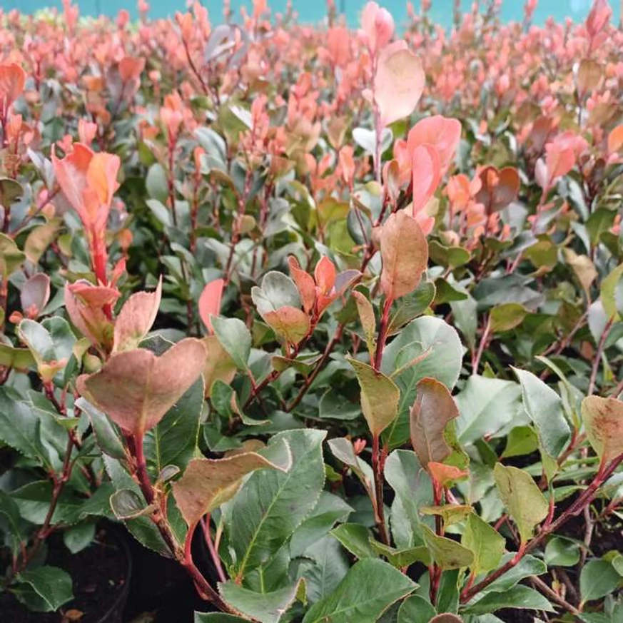 A  Photinia x fraserii Little Red Robin piros, új hajtásai közelről.