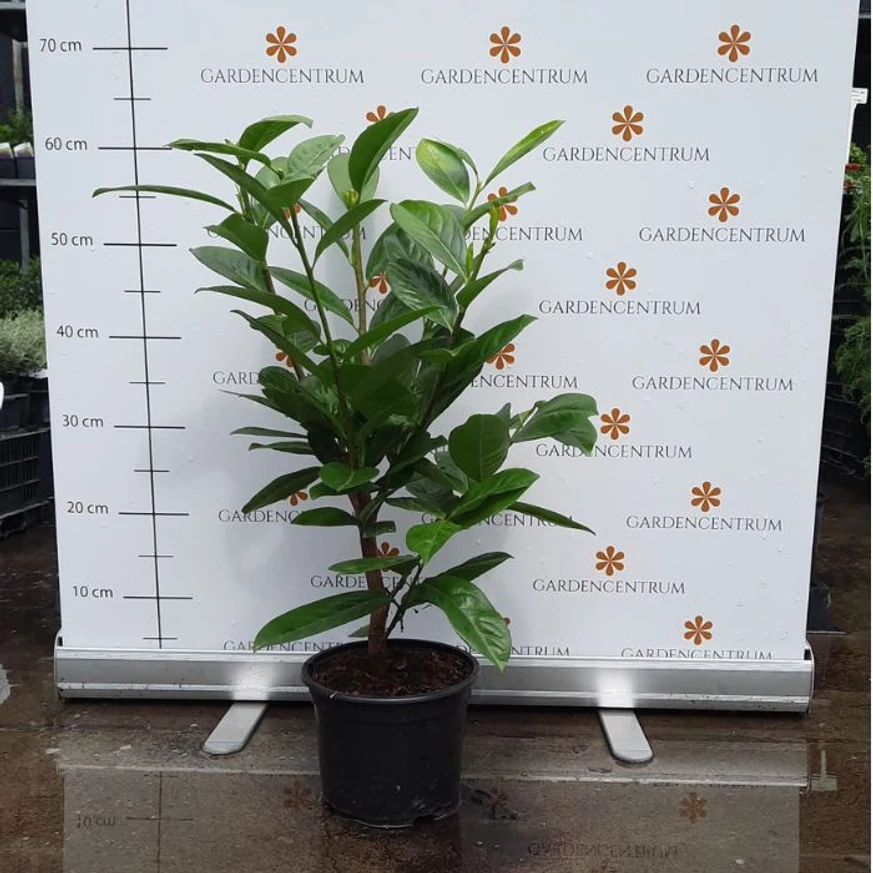 Prunus laurocerasus Novita K2 - Babérmeggy