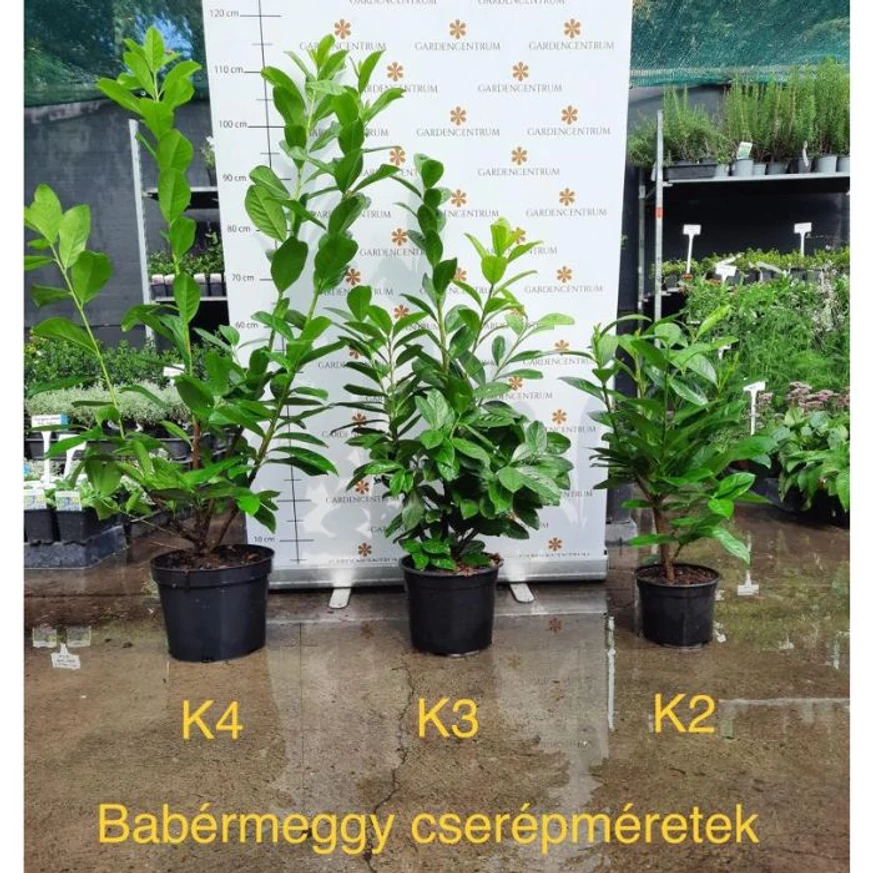 Prunus laurocerasus Novita K2 - Babérmeggy