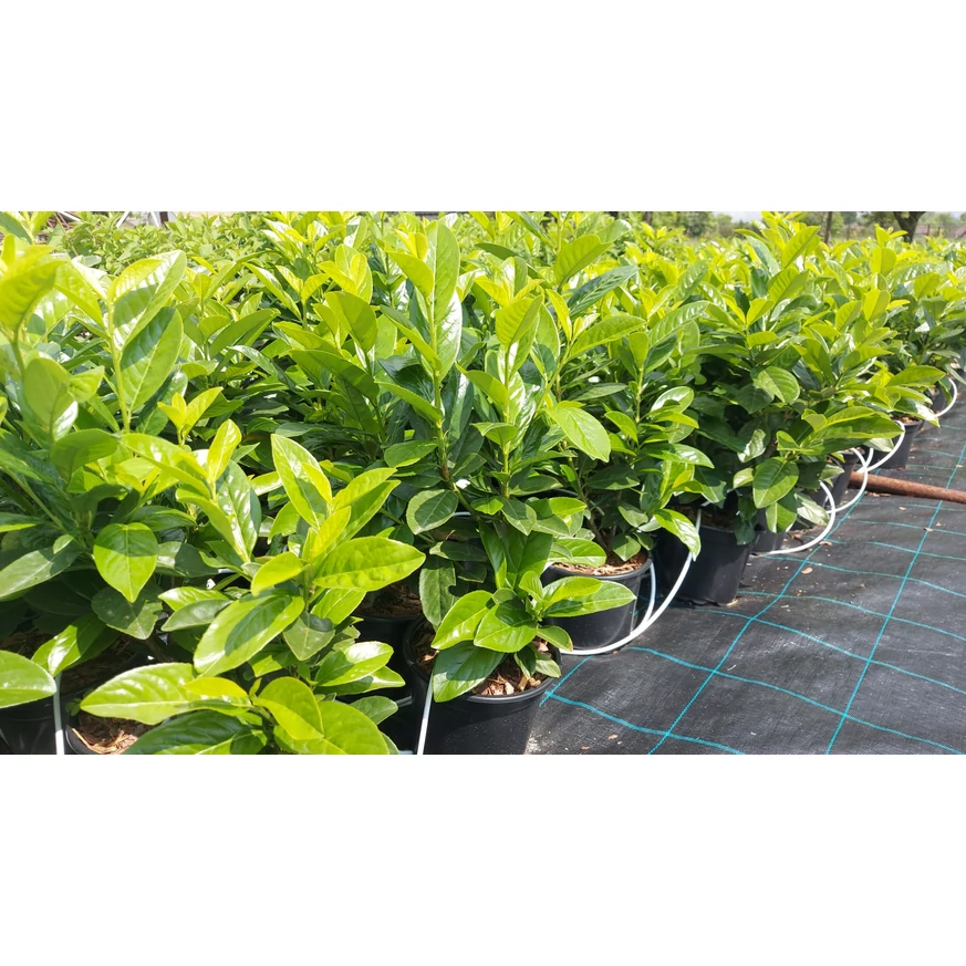 Prunus laurocerasus Novita K2 - Babérmeggy