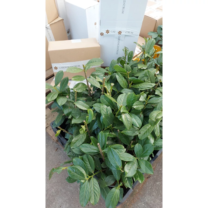 Prunus laurocerasus Novita K2 - Babérmeggy