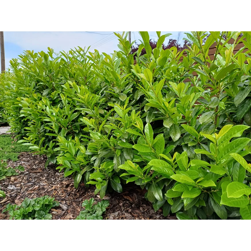Prunus laurocerasus Novita K2 - Babérmeggy