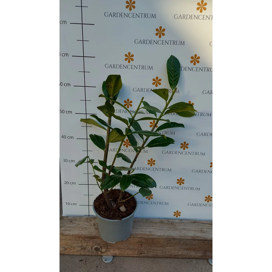 Prunus laurocerasus Novita K2 - Babérmeggy