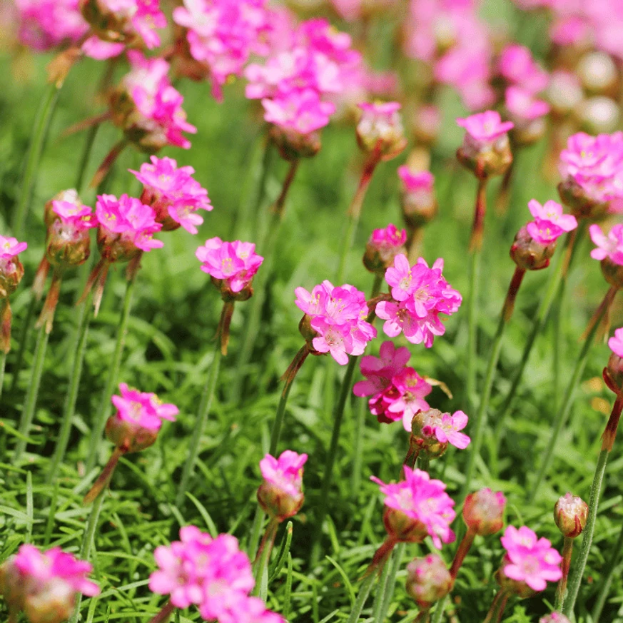 Az  Armeria maritima rózsaszín virágai.