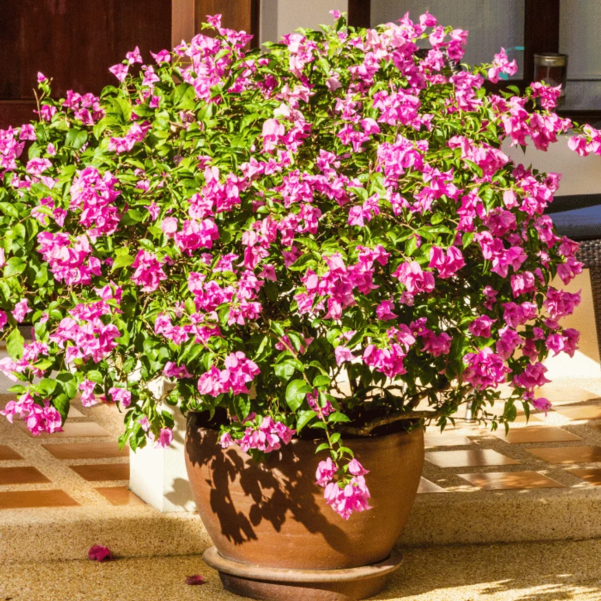 A Bougainvillea virága tartós, kitűnő szárazságtűrő.