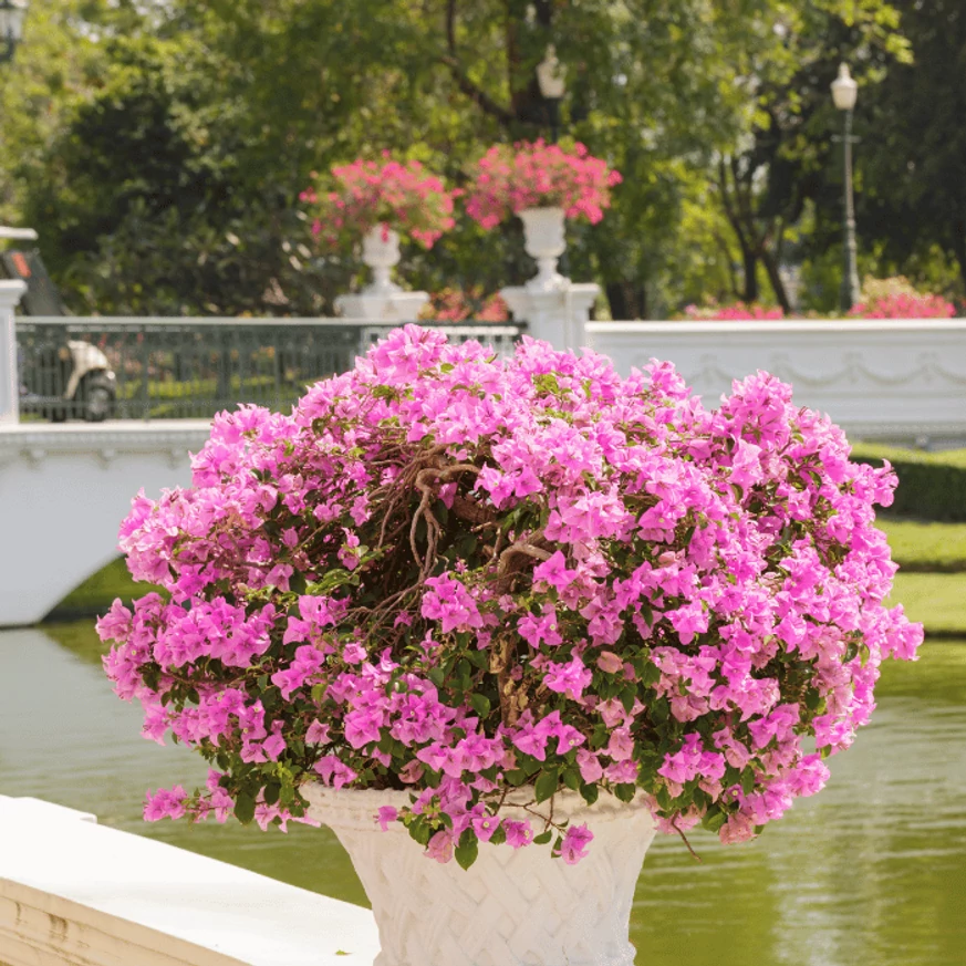 A Bougainvillea teljesen beborítja a lombozatot.