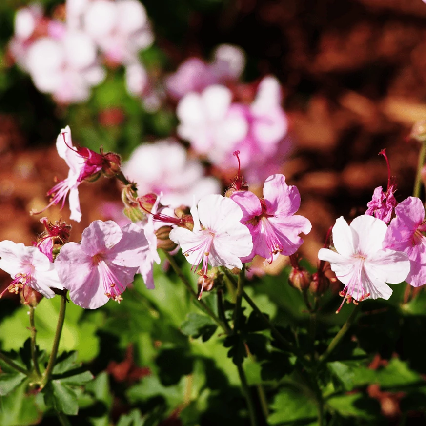 Különleges, fehér-rózsaszín virágú Geranium cantabrigense évelő növény. 