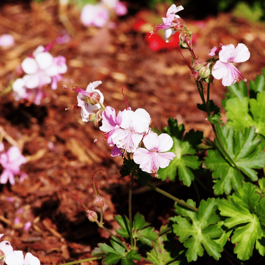 Geranium cantabrigense CS9 - Fehér virágzatú angol gólyaorr