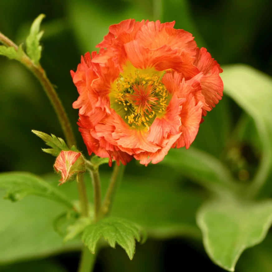 Geum Mai Tai - Gyömbérgyökér