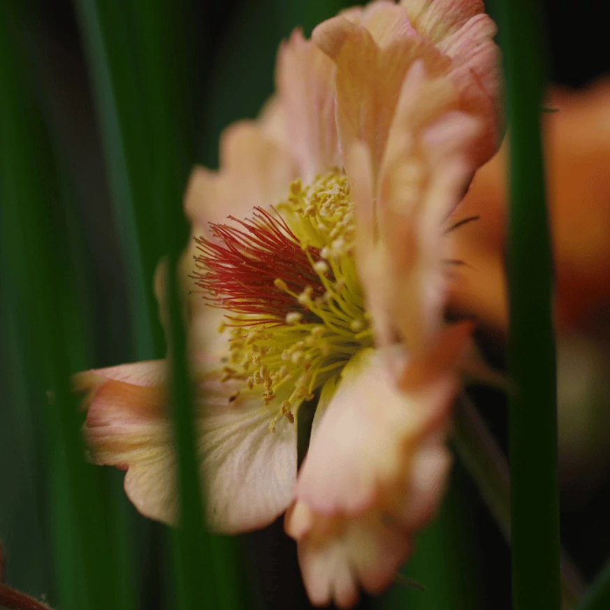 Geum Mai Tai - Gyömbérgyökér