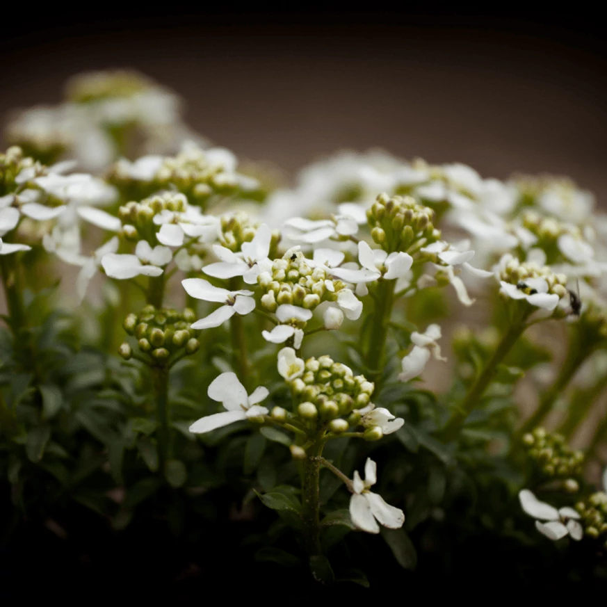 Iberis sempervirens P9 - Örökzöld tatárvirág
