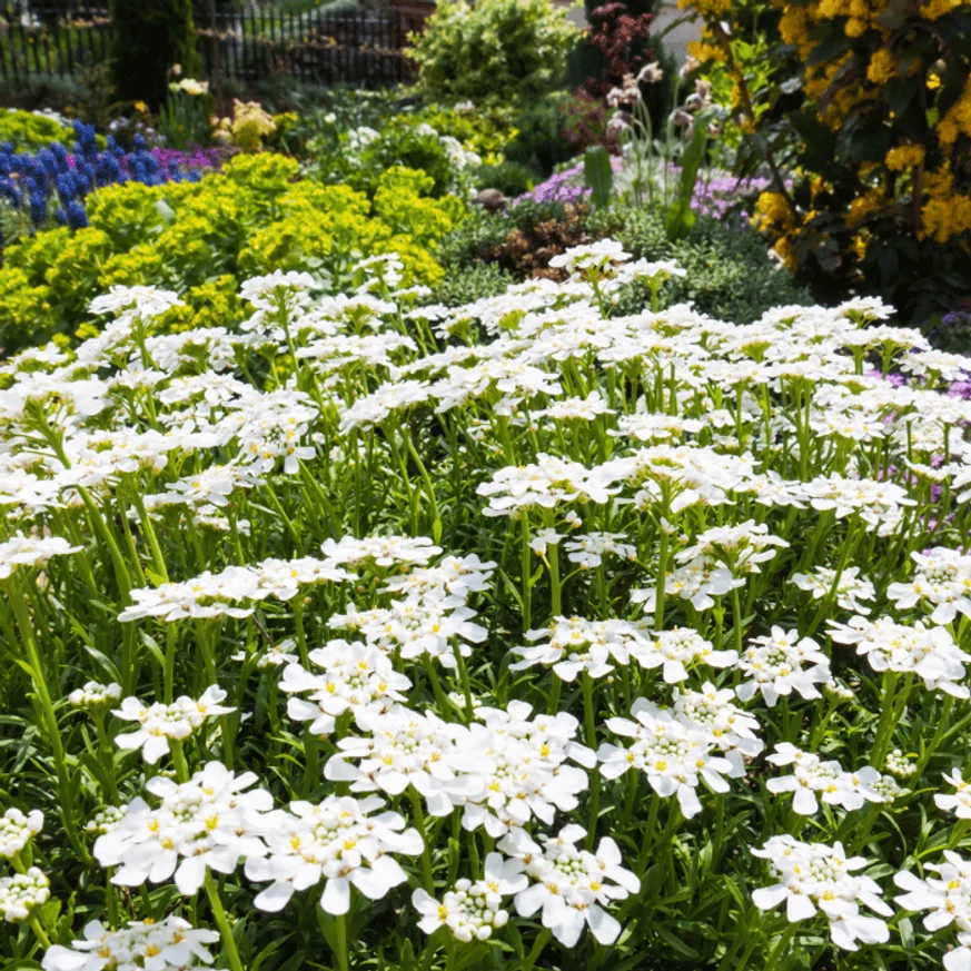Iberis sempervirens P9 - Örökzöld tatárvirág